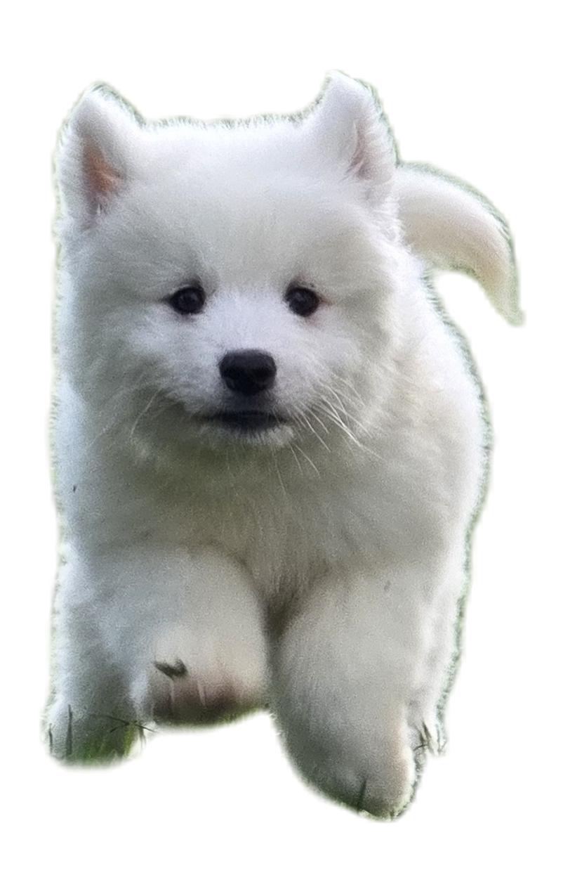 New York Samoyeds